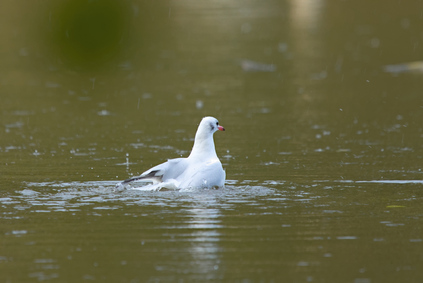 Black-headed Gull, Segbroekpark, Den Haag, Netherlands