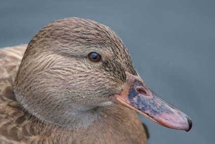 domestic duck, Segbroekpark, Den Haag, Netherlands
