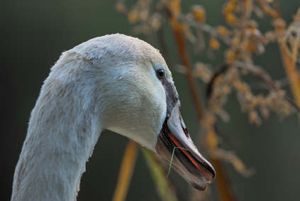 Mute Swan, Segbroekpark, Den Haag, Netherlands