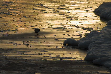 Sanderling, Zuidelijk Havenhoofd, Scheveningen, Netherlands