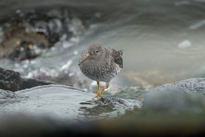 Purple sandpiper, Brouwersdam, Netherlands