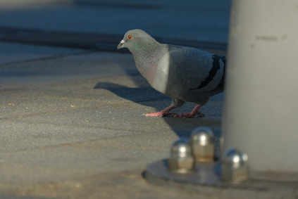 feral pigeon, Utrecht Centraal, Utrecht, Netherlands