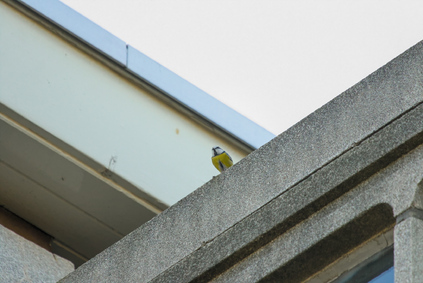 Eurasian Blue Tit, Segbroek, Den Haag, Netherlands
