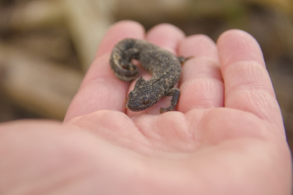 Westduinpark, Den Haag, Netherlands