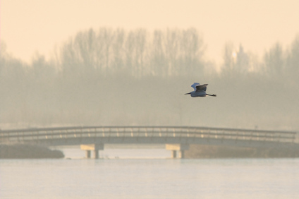 Great Egret, Nieuwe Driemanspolder, Netherlands