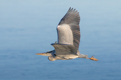 Grey Heron, Nieuwe Driemanspolder, Netherlands