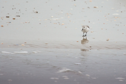Sanderling, Zandmotor, Monster, Netherlands
