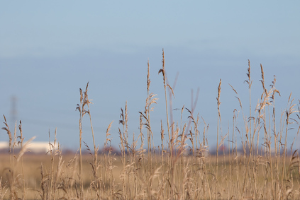 Biesbosch, Netherlands