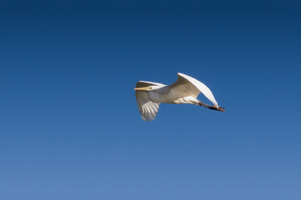 Great Egret, Biesbosch, Netherlands