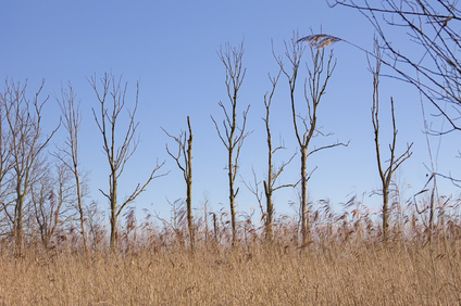 Biesbosch, Netherlands