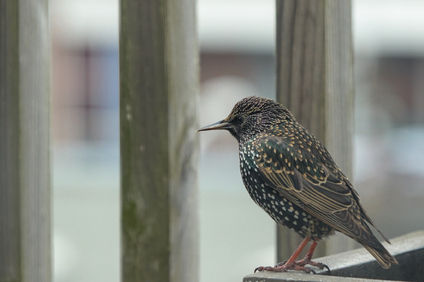 Common Starling, Den Haag, Netherlands