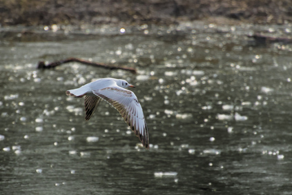 Black-headed Gull, Segbroek, Den Haag, Netherlands