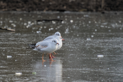 Black-headed Gull, Segbroek, Den Haag, Netherlands