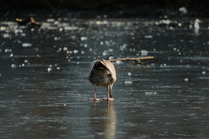European Herring Gull, Segbroek, Den Haag, Netherlands