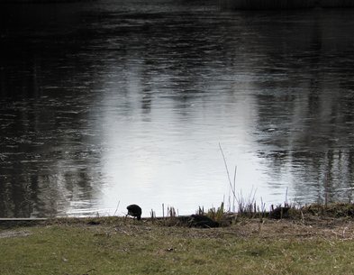 Common Moorhen, Segbroek, Den Haag, Netherlands