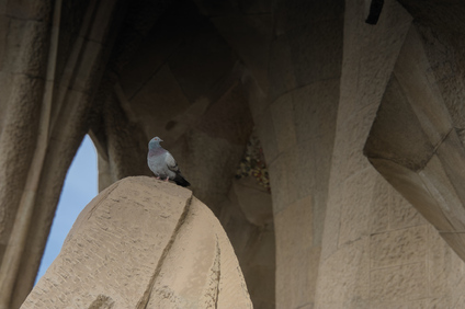 feral pigeon, Sagrada Familia, Barcelona, Spain