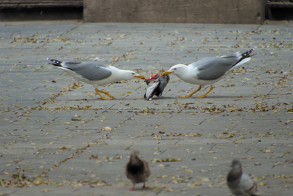 Yellow-legged Gull                    , feral pigeon (Columba livia), Barcelona, Spain