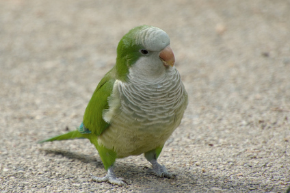 Monk Parakeet, Parc Güell, Barcelona, Spain
