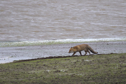 Oostvaardersplassen, Netherlands