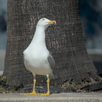 Yellow-legged Gull, Barceloneta, Barcelona, Spain