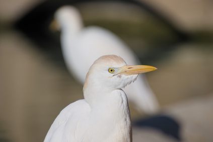 Western Cattle Egret, Parc de la Ciutadella, Barcelona, Spain