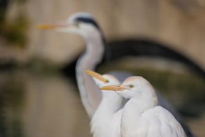 Grey Heron                    , Western Cattle Egret (Bubulcus ibis), Parc de la Ciutadella, Barcelona, Spain