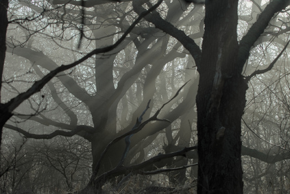 Meijendel, Wassenaar, Netherlands