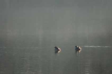 Little Grebe, Meijendel, Wassenaar, Netherlands
