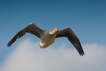 Greylag Goose, Meijendel, Wassenaar, Netherlands