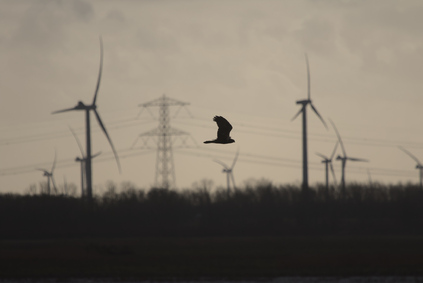 Western Marsh Harrier, Oostvaardersplassen, Netherlands