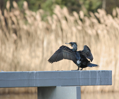 Great Cormorant, Segbroekpark, Den Haag, Netherlands