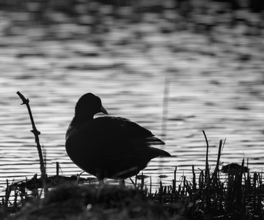 Common Coot, Segbroekpark, Den Haag, Netherlands