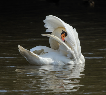 Mute Swan, Segbroekpark, Den Haag, Netherlands
