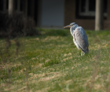 Grey Heron, Segbroekpark, Den Haag, Netherlands