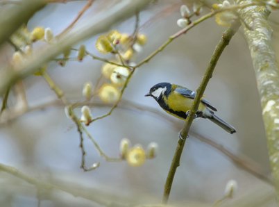 Great Tit, Segbroekpark, Den Haag, Netherlands