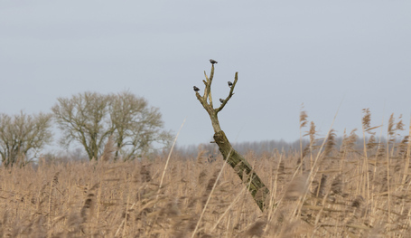 Common Starling, Oostvaardersplassen, Netherlands