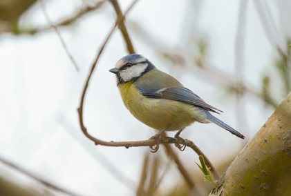 Eurasian Blue Tit, Segbroekpark, Den Haag, Netherlands