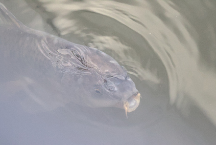 Oostvaardersplassen, Netherlands