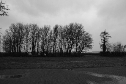 Oostvaardersplassen, Netherlands