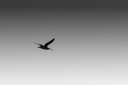 Eurasian Curlew, Groene Jonker, Netherlands