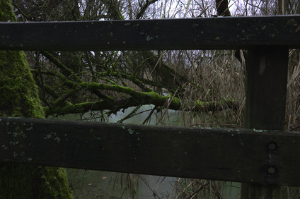 Oostvaardersplassen, Netherlands