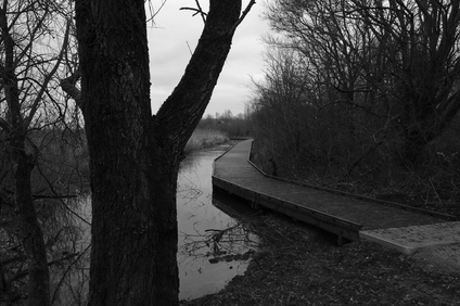 Oostvaardersplassen, Netherlands