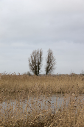Oostvaardersplassen, Netherlands