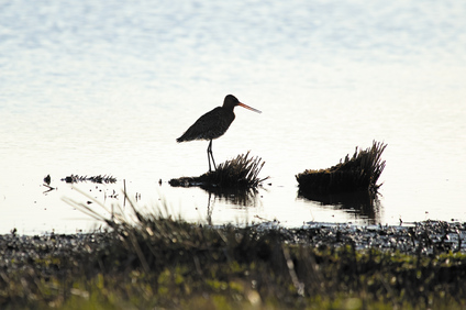 Black-tailed Godwit, Ackerdijkse Plassen, Netherlands
