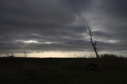 Oostvaardersplassen, Netherlands