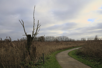 Oostvaardersplassen, Netherlands