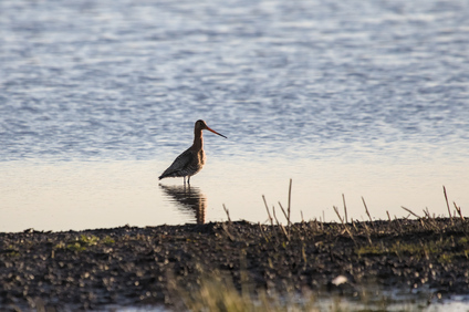 Black-tailed Godwit, Ackerdijkse Plassen, Netherlands