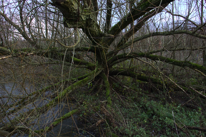 Oostvaardersplassen, Netherlands
