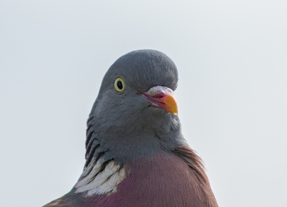 Common Wood Pigeon, Den Haag, Netherlands