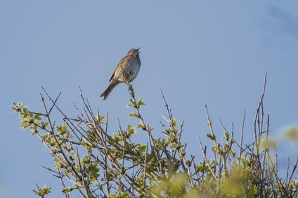 Dunnock, 